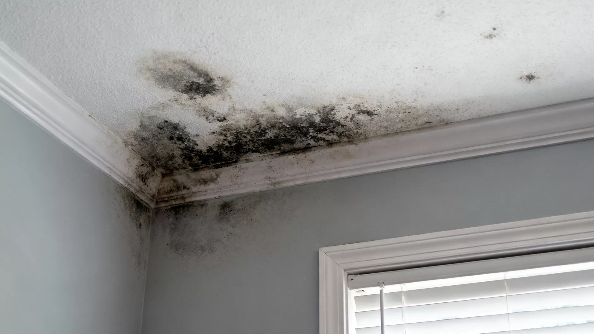 مشاكل الرطوبة في الأسقف: لماذا تحدث وكيف يمكن منعها بشكل دائم؟